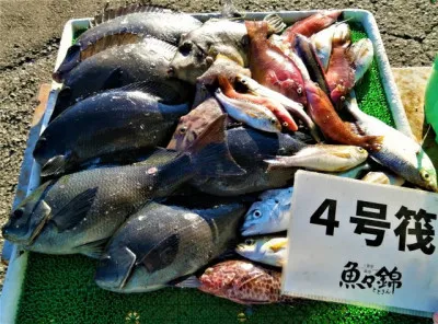 三重外湾漁協 錦事業所直営 釣り筏の2022年12月15日(木)1枚目の写真
