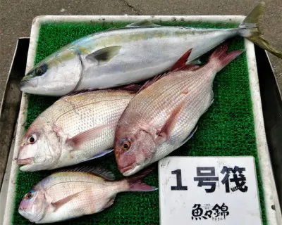 三重外湾漁協 錦事業所直営 釣り筏の2023年1月6日(金)1枚目の写真