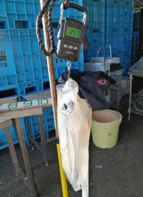 三重外湾漁協 錦事業所直営 釣り筏の2023年2月4日(土)2枚目の写真