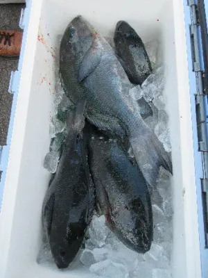 中山総合釣センター・海遊の2023年2月5日(日)3枚目の写真