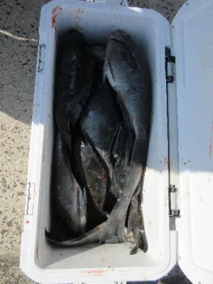 中山総合釣センター・海遊の2023年2月5日(日)4枚目の写真