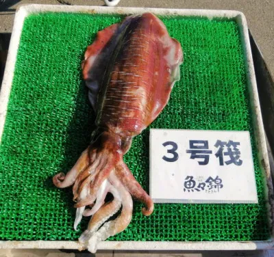 三重外湾漁協 錦事業所直営 釣り筏の2023年2月26日(日)1枚目の写真