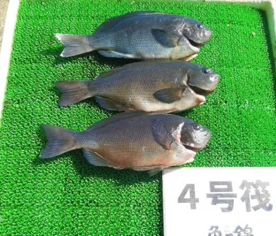 三重外湾漁協 錦事業所直営 釣り筏の2023年3月3日(金)1枚目の写真