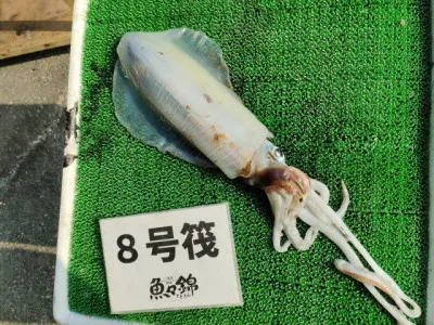 三重外湾漁協 錦事業所直営 釣り筏の2023年3月8日(水)1枚目の写真