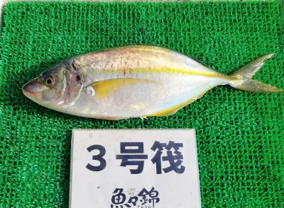 三重外湾漁協 錦事業所直営 釣り筏の2023年3月11日(土)1枚目の写真