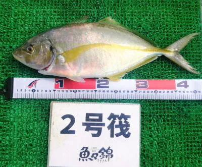 三重外湾漁協 錦事業所直営 釣り筏の2023年3月12日(日)2枚目の写真