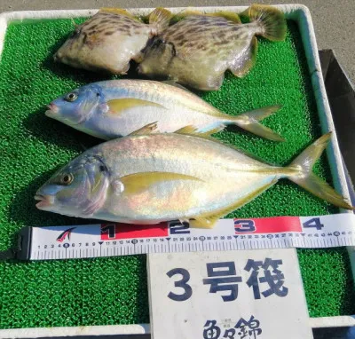 三重外湾漁協 錦事業所直営 釣り筏の2023年3月15日(水)3枚目の写真