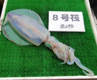 三重外湾漁協 錦事業所直営 釣り筏の2023年3月21日(火)5枚目の写真