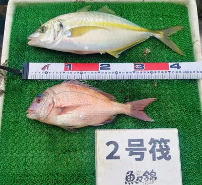 三重外湾漁協 錦事業所直営 釣り筏の2023年3月25日(土)2枚目の写真