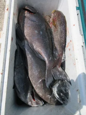 中山総合釣センター・海遊の2023年4月2日(日)1枚目の写真