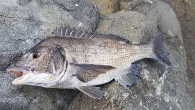 海の都 勢力丸の2023年4月1日(土)3枚目の写真