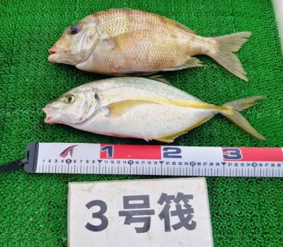 三重外湾漁協 錦事業所直営 釣り筏の2023年4月5日(水)2枚目の写真