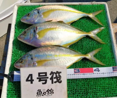 三重外湾漁協 錦事業所直営 釣り筏の2023年4月9日(日)5枚目の写真