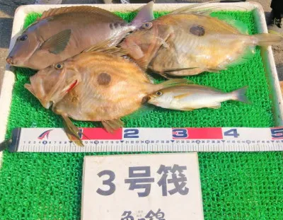 三重外湾漁協 錦事業所直営 釣り筏の2023年5月3日(水)4枚目の写真