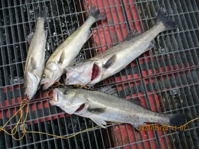 尼崎市立魚つり公園の2023年5月28日(日)2枚目の写真