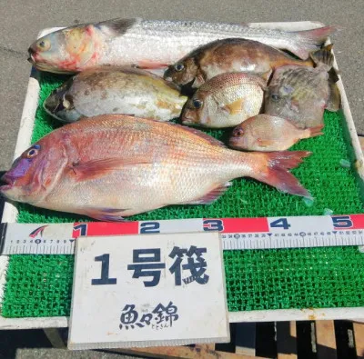 三重外湾漁協 錦事業所直営 釣り筏の2023年5月24日(水)1枚目の写真
