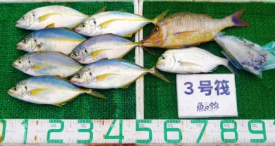 三重外湾漁協 錦事業所直営 釣り筏の2023年6月10日(土)2枚目の写真