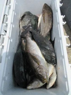 中山総合釣センター・海遊の2023年6月11日(日)5枚目の写真