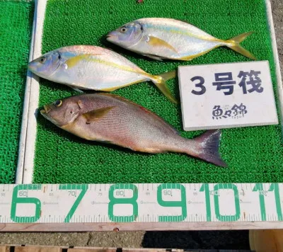 三重外湾漁協 錦事業所直営 釣り筏の2023年6月16日(金)2枚目の写真