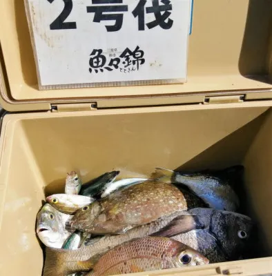三重外湾漁協 錦事業所直営 釣り筏の2023年7月6日(木)2枚目の写真