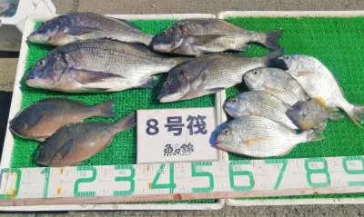 三重外湾漁協 錦事業所直営 釣り筏の2023年7月16日(日)5枚目の写真