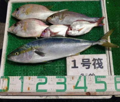 三重外湾漁協 錦事業所直営 釣り筏の2023年7月26日(水)2枚目の写真