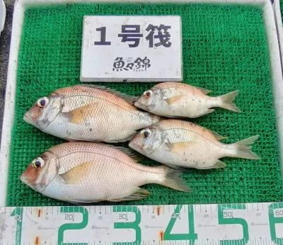 三重外湾漁協 錦事業所直営 釣り筏の2023年8月30日(水)3枚目の写真