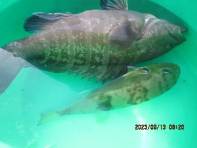 大洗丸の2023年9月13日(水)5枚目の写真