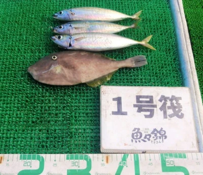 三重外湾漁協 錦事業所直営 釣り筏の2023年9月15日(金)2枚目の写真