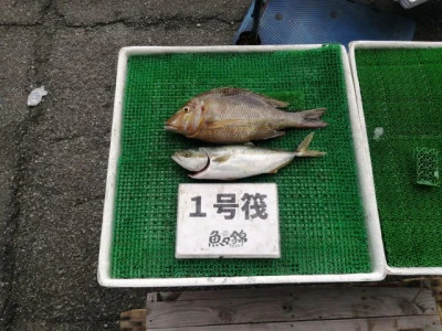 三重外湾漁協 錦事業所直営 釣り筏の2023年9月24日(日)1枚目の写真