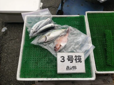 三重外湾漁協 錦事業所直営 釣り筏の2023年9月24日(日)2枚目の写真