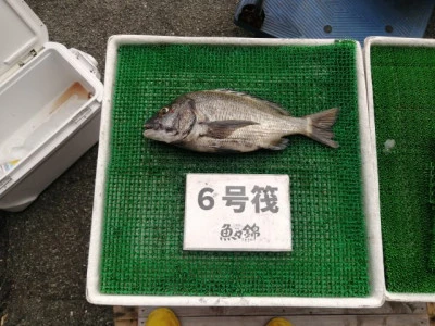 三重外湾漁協 錦事業所直営 釣り筏の2023年9月24日(日)3枚目の写真