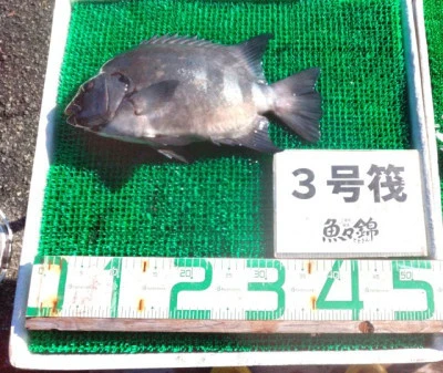 三重外湾漁協 錦事業所直営 釣り筏の2023年9月29日(金)2枚目の写真