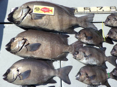 磯部釣船　直栄丸の2023年9月13日(水)1枚目の写真