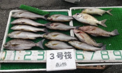 三重外湾漁協 錦事業所直営 釣り筏の2023年10月1日(日)1枚目の写真
