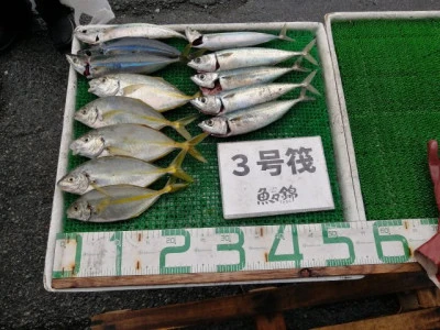 三重外湾漁協 錦事業所直営 釣り筏の2023年10月14日(土)1枚目の写真