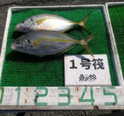 三重外湾漁協 錦事業所直営 釣り筏の2023年10月26日(木)3枚目の写真