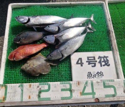 三重外湾漁協 錦事業所直営 釣り筏の2023年10月27日(金)2枚目の写真