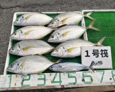 三重外湾漁協 錦事業所直営 釣り筏の2023年10月28日(土)2枚目の写真