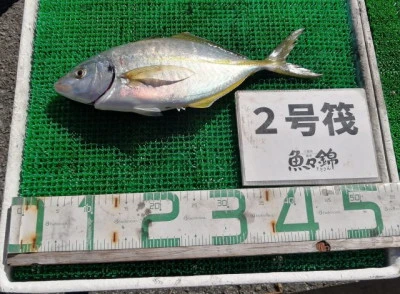 三重外湾漁協 錦事業所直営 釣り筏の2023年10月29日(日)2枚目の写真
