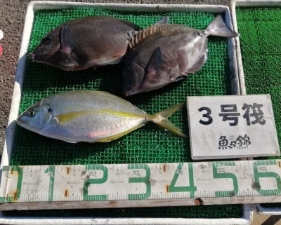 三重外湾漁協 錦事業所直営 釣り筏の2023年10月29日(日)3枚目の写真