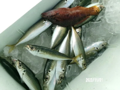 由良海つり公園&釣堀ランドの2023年11月1日(水)3枚目の写真
