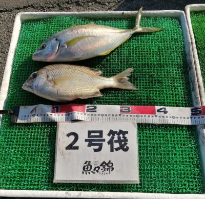 三重外湾漁協 錦事業所直営 釣り筏の2023年11月1日(水)1枚目の写真