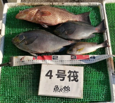 三重外湾漁協 錦事業所直営 釣り筏の2023年11月25日(土)2枚目の写真