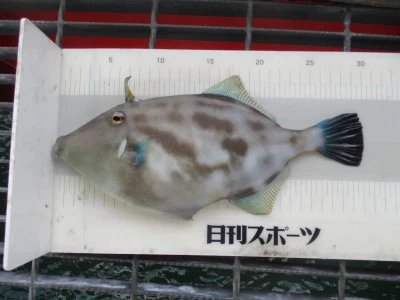 尼崎市立魚つり公園の2024年1月3日(水)2枚目の写真