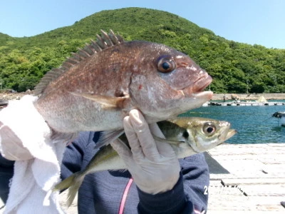 由良海つり公園&釣堀ランドの2024年5月25日(土)2枚目の写真