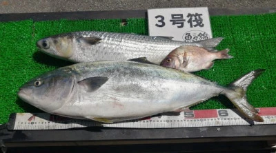 三重外湾漁協 錦事業所直営 釣り筏の2024年5月25日(土)2枚目の写真