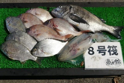 三重外湾漁協 錦事業所直営 釣り筏の2024年6月1日(土)3枚目の写真