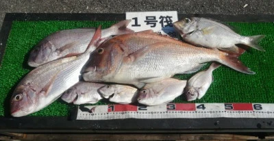 三重外湾漁協 錦事業所直営 釣り筏の2024年6月7日(金)1枚目の写真