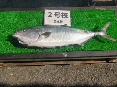 三重外湾漁協 錦事業所直営 釣り筏の2024年6月14日(金)1枚目の写真